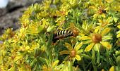 10 Abbuffata di Sedum